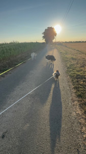 Photo de galerie - Garde chien