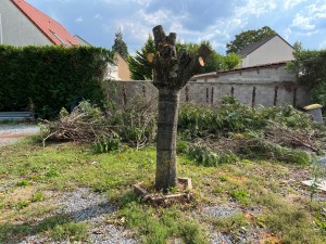 Photo de galerie - Arbre fruitier 