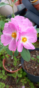 Photo de galerie - Jardinier