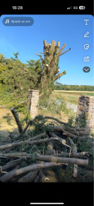 Photo de galerie - élagage cyprès 