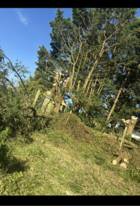 Photo de galerie - Abattage de 15 sapins