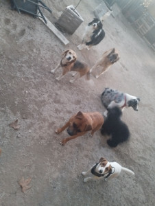 Photo de galerie - Garde chien