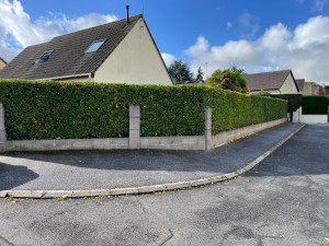 Photo de galerie - Taille d’une haie de laurier palme 