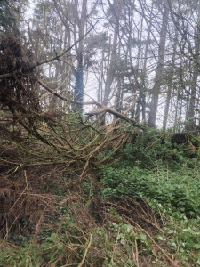 Photo de galerie - Elagage et coupe d'arbres