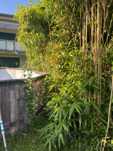 Photo de galerie - Taille de haies et d'arbustes