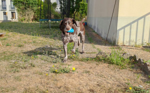 Photo de galerie - Garde chien