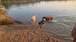 Photo de galerie - Garde chien