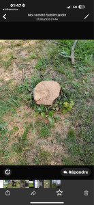 Photo de galerie - L’abattage d’un arbre 