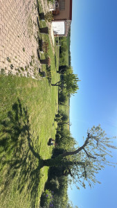 Photo de galerie - Fin de tonte APRÈS 