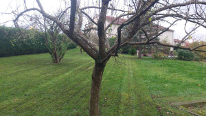 Photo de galerie - Tonte de pelouse - Débroussaillage