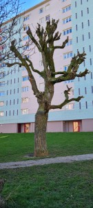 Photo de galerie - Elagage et coupe d'arbres