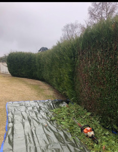 Photo de galerie - Taille de