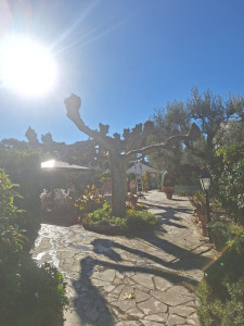 Photo de galerie - Elagage et coupe d'arbres