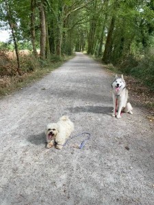 Photo de galerie - Garde chien