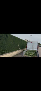 Photo de galerie - Taille de haies et d'arbustes