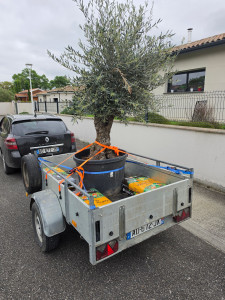 Photo de galerie - Transport d'un olivier sur 40 km, d'une pépinière au domicile de la personne. 