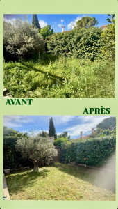 Photo de galerie - Aujourd’hui, nous avons fait un jardin sur la ville d’eyguieres. On a débroussaillé et tondu la pelouse,tailler une haie et un Olivier.EFC nettoyage