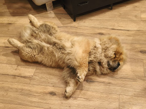 Photo de galerie - Grosse sieste pour Anaï 