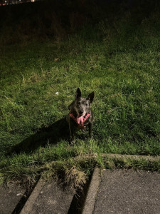 Photo de galerie - Garde animaux