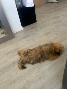 Photo de galerie - Garde chien