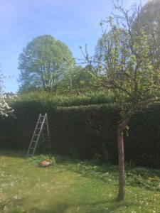 Photo de galerie - Taille de haie 
