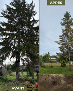 Photo de galerie - Abattage d’un sapin 