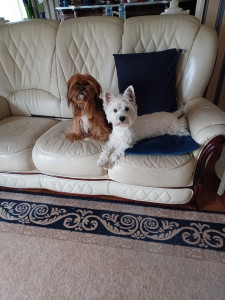 Photo de galerie - Oscar