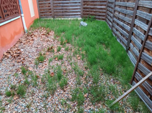 Photo de galerie - Terrain avant le nettoyage 