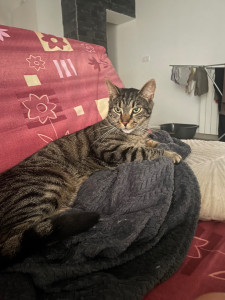 Photo de galerie - Super Garde avec Mooncake, un caractère un peu fou où l’on passe de bon moment !