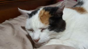 Photo de galerie - Votre chat dormira serein...pas de stress