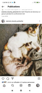 Photo de galerie - Je suis habituée aux chats depuis plus de 20 ans, je suis devenue une professionnelle dans le bien être et l'accompagnement du chat 