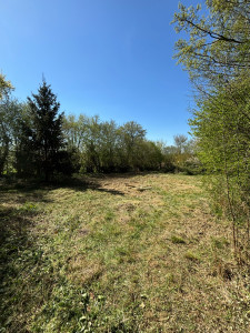 Photo de galerie - Surpression de roncier de plus de 2m50 de haut 