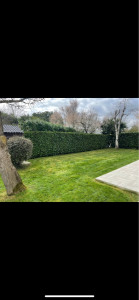 Photo de galerie - Taille de laurier avec tonte de pelouse