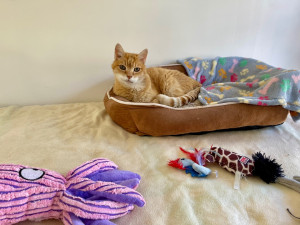 Photo de galerie - Garde chat