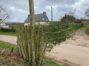 Photo de galerie - Rabattage d’un arbre 
