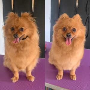 Photo de galerie - Coupe ciseaux avant/apres