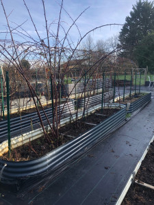 Photo de galerie - Potager en bacs surélevés 