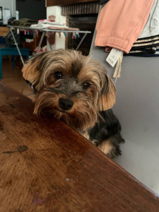 Photo de galerie - Garde chien
