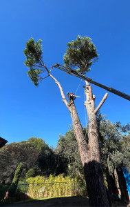 Photo de galerie - Démontage d’un pin avec une grue 