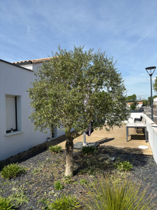Photo de galerie - Taille d’un olivier