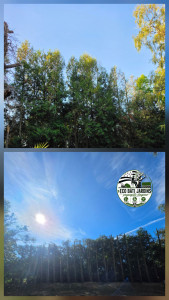 Photo de galerie - Elagage et coupe d'arbres