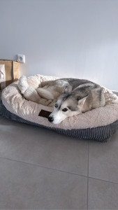 Photo de galerie - J’ai pu garder une jolie petite huski 