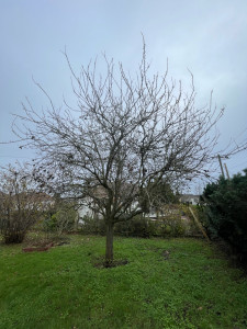 Photo de galerie - Elagage et coupe d'arbres