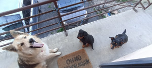 Photo de galerie - Garde chien