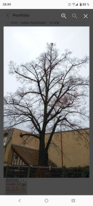 Photo de galerie - Élagage d'un arbre avant 