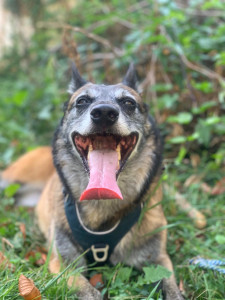 Photo de galerie - Garde chien