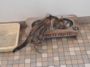 Photo de galerie - Garde chats