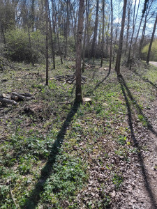 Photo de galerie - Tonte de pelouse - Débroussaillage