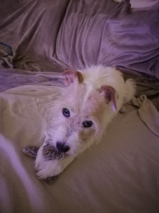 Photo de galerie - Huppie, Russel Terrier en garde 