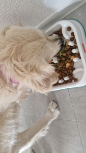 Photo de galerie - Garde chien